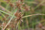 Purpleplume flatsedge